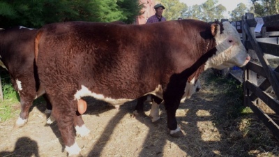 Récord en Bordeu: Pagaron $ 3,4 millones por un toro Polled Hereford