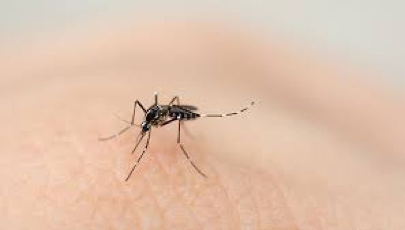 En Monte: Encontraron un mosquito transmisor del dengue