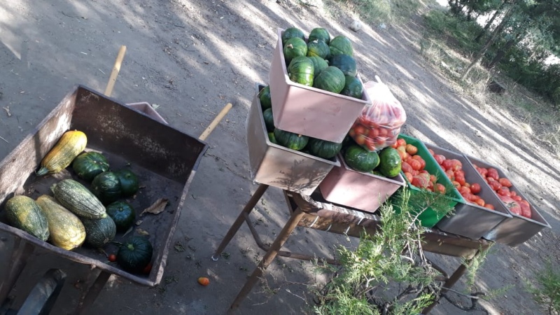 Huerta social Bordenave: Más de 1200 kilos de verduras fueron producidas y entregadas a reparticiones públicas