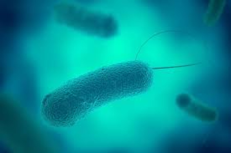 Alerta por la Legionella: las claves de expertos para que la bacteria no crezca en el hogar