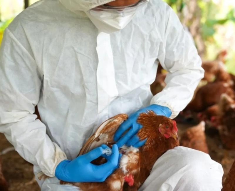 Desde SENASA afirman que no encontraron más casos de gripe aviar