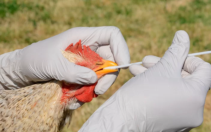 La Argentina declara emergencia sanitaria por la detección de gripe aviar